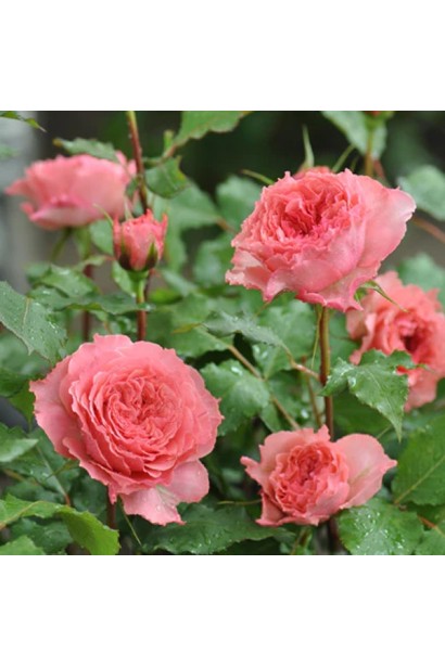 Троянда чайно-гібридна ‘Корона’ (ніжно-рожева)